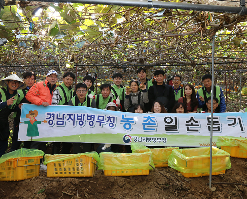 이계용 경남지방병무청장은 본격적인 수확철을 맞아 직원20여 명과 참다래 재배농가를 찾아 수확 작업을 하고 있다. (11월 2일, 마산진전면)